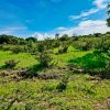 Lot for sale in Ixtlahuacan de los Membrillos