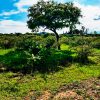Lot for sale in Ixtlahuacan de los Membrillos