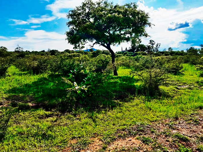 Lot for sale in Ixtlahuacan de los Membrillos