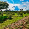Lot for sale in Ixtlahuacan de los Membrillos